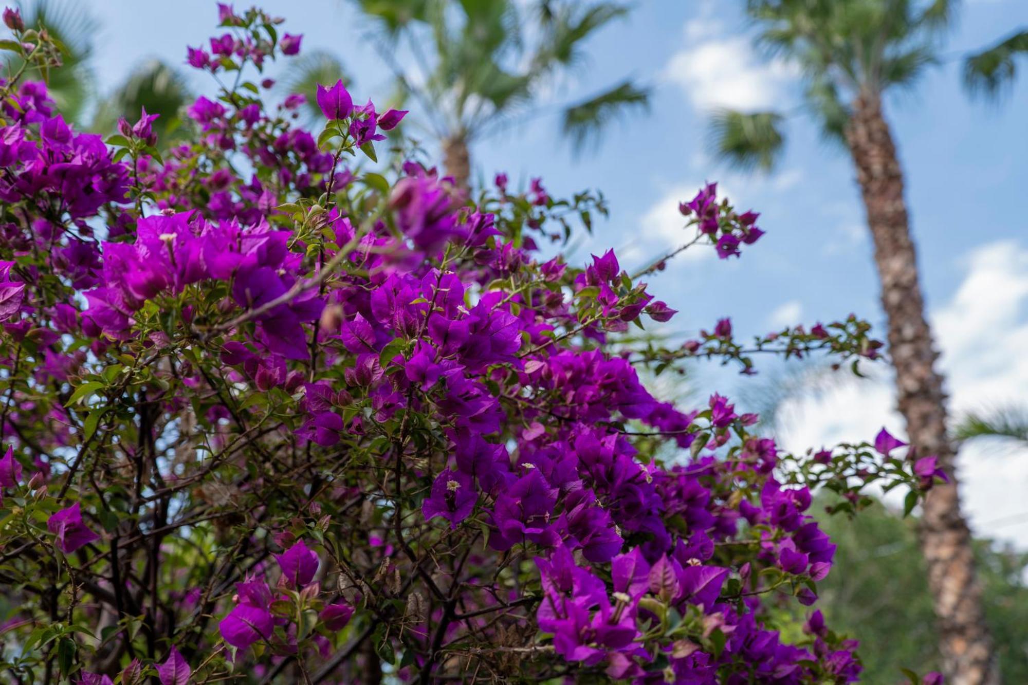 Villa Seta จีอาร์ดีนี นักซอส ภายนอก รูปภาพ